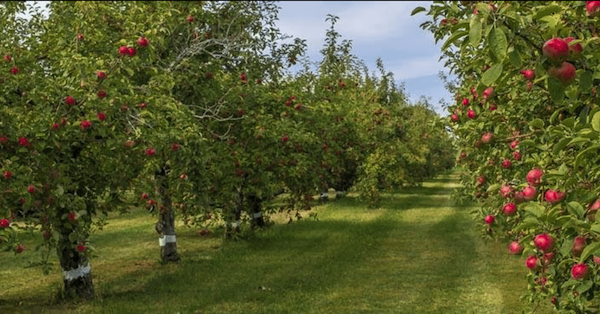 Rasmussen Apple Acres Orchard