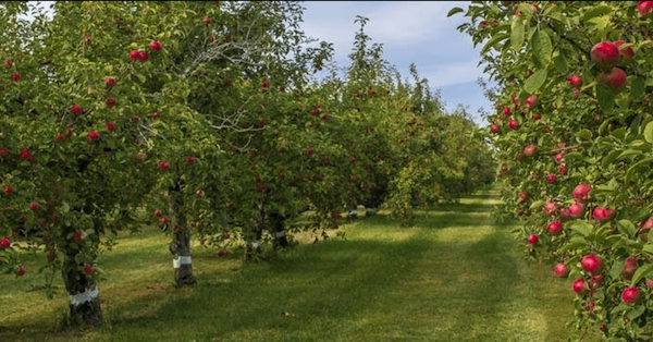 Hope Orchards - McIntosh and Cortland apples- That is what